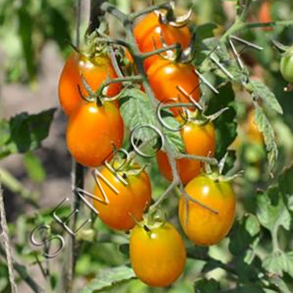 Томат Луї (Louie) /20 насінин/ *Приватна колекція*