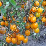 Томат Оранжевый Черри (Orange Cherry) /20 семян/ *Частная коллекция*