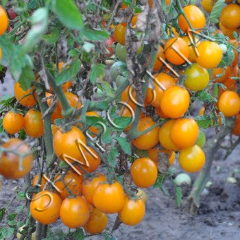 Томат Помаранчевий Черрі (Orange Cherry) /20 насінин/ *Приватна колекція*
