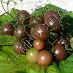 Томат Пляжний Черрі /20 насінин/ *Приватна колекція*