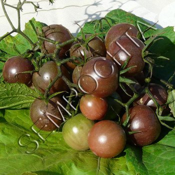 Томат Пляжний Черрі /20 насінин/ *Приватна колекція*