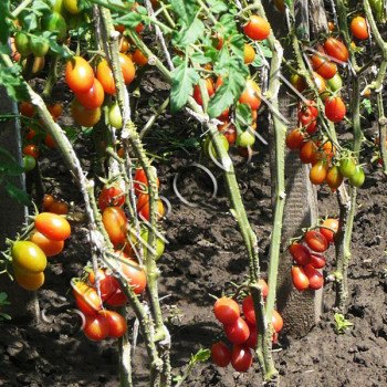 Томат Розаліта /20 насінин/ *Приватна колекція*