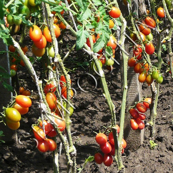 Томат Розаліта /20 насінин/ *Приватна колекція*