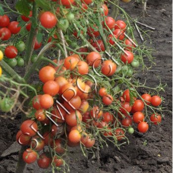 Томат Кварц Мультифлора Рожевий /20 насінин/ *Приватна колекція*