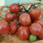 Томат Розовый Шмель (Pink Bumble Bee) /20 семян/ *Частная коллекция*