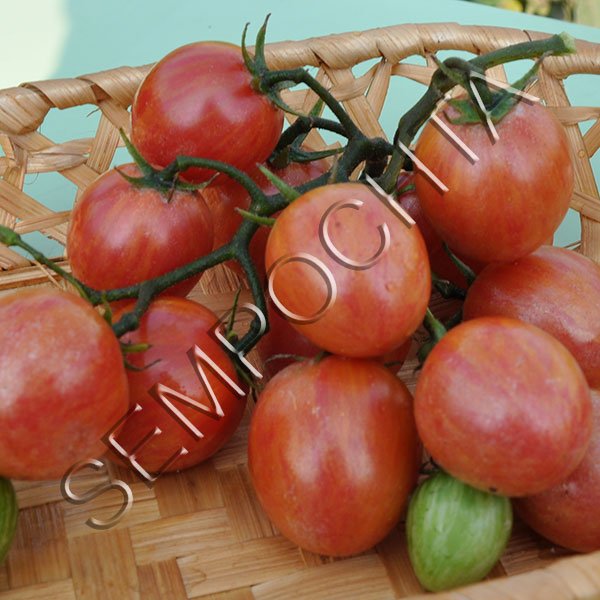 Томат Розовый Шмель (Pink Bumble Bee) /20 семян/ *Частная коллекция*