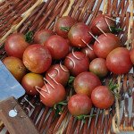 Томат Роселла (Rosella) /20 насінин/ *Приватна колекція*