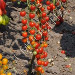 Томат Самый Маленький В Мире (World`s Smallest) /20 семян/ *Частная коллекция*