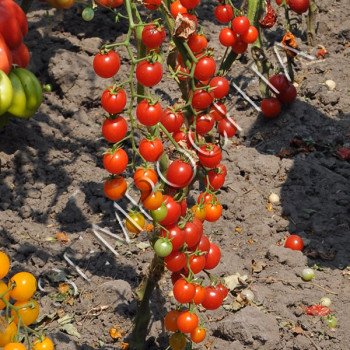 Томат Самый Маленький В Мире (World`s Smallest) /20 семян/ *Частная коллекция*