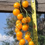 Томат Самый Маленький В Мире Оранжевый /20 семян/ *Частная коллекция*