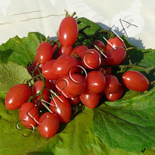 Томат Солодкі (Sugary) /20 насінин/ *Приватна колекція*