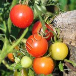 Томат Солнечный Черри Сверхсладкий (Suncherry Extra Sweet) /20 семян/ *Частная коллекция*