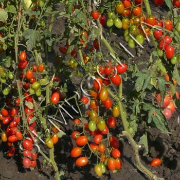 Томат Тайваньская Богиня /20 семян/ *Частная коллекция*