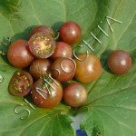 Томат Черное Черри /20 семян/ *Частная коллекция*