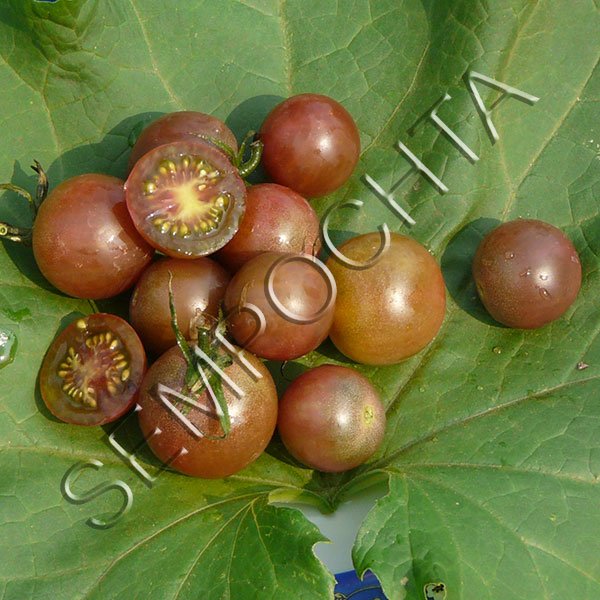 Томат Чорне Черрі /20 насінин/ *Приватна колекція*