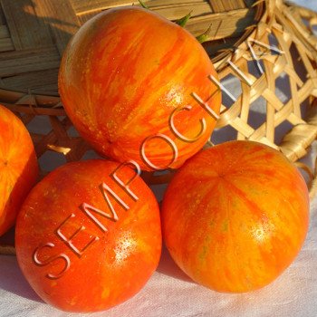 Томат Джеклин Оконный Дина (Jackin The Box Dean`s) /20 семян/ *Частная коллекция*