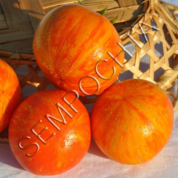 Томат Джеклін Віконний Діна (Jackin The Box Dean`s) /20 насінин/ *Приватна колекція*