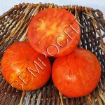 Томат Підростки Діна (Dean`s Qweens) /20 насінин/ *Приватна колекція*