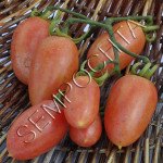 Томат Розовый Свитер (Maglia Rosa) /20 семян/ *Частная коллекция*