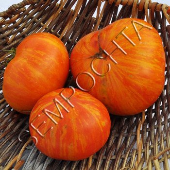 Томат Тіллін З Коробки Діна (Dean`s Tillin The Box) /20 насінин/ *Приватна колекція*