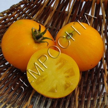 Томат Хейлі Віконний (Haley`s Winbox) /20 насінин/ *Приватна колекція*