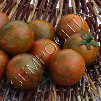 Томат Чорна Зебра Черрі /20 насінин/ *Приватна колекція*