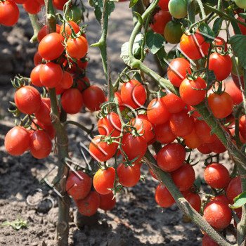 Томат Ягода з Пекіна /20 насінин/ *Приватна колекція*