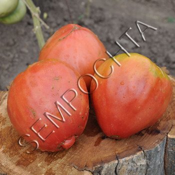 Томат Африканська Ліана (African Vining) /20 насінин/ *Приватна колекція*