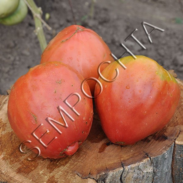 Томат Африканська Ліана (African Vining) /20 насінин/ *Приватна колекція*