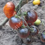 Томат Блакитний Струмок (Blue Bayou) /20 насінин/ *Приватна колекція*