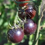 Томат Синій Піттс (Blue Pitts) /20 насінин/ *Приватна колекція*