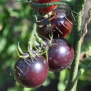 Томат Синій Піттс (Blue Pitts) /20 насінин/ *Приватна колекція*