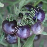 Томат Синий Фаренгейт (Fahrenheit Blues) /20 семян/ *Частная коллекция*