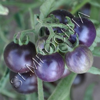 Томат Синій Фаренгейт (Fahrenheit Blues) /20 насінин/ *Приватна колекція*