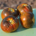 Томат Синій Шоколадний (Blue Chocolate) /20 насінин/ *Приватна колекція*