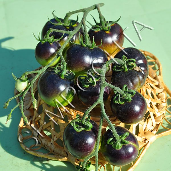 Томат Чорниця з Клакамаса (Clackamas Blueberry) /20 насінин/ *Часна колекція*