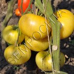 Томат Біла Королева (White Queen) /20 насінин/ *Приватна колекція*