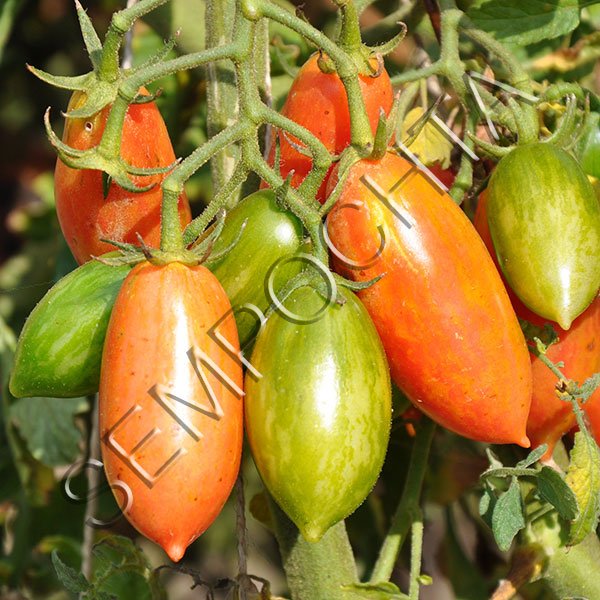 Томат Рожевий Тигр (Pink Tiger) /20 насінин/ *Приватна колекція*