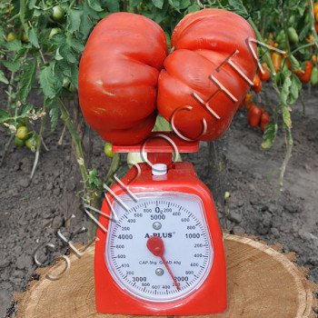 Томат Гигант-Бегемот /20 семян/ *Частная коллекция*