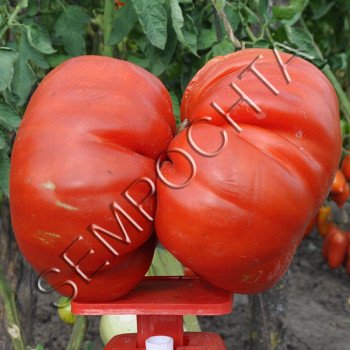 Томат Гигант-Бегемот /20 семян/ *Частная коллекция*