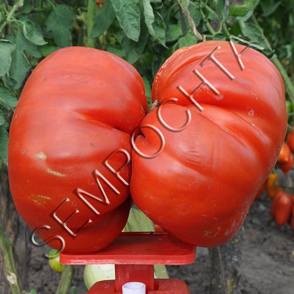 Томат Гігант-Бегемот /20 насінин/ *Приватна колекція*