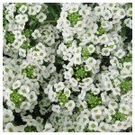 Аліссум Сніжинка (Snow Crystals) /100 мультидраже/ *Pan American*