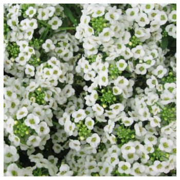 Аліссум Сніжинка (Snow Crystals) /100 мультидраже/ *Pan American*