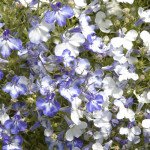 Лобелия Ривера блу сплеш (blue splash) /200 мультидраже/ *Pan American*