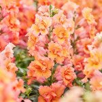 Антірінум Твінні F1 бронз шейдс (bronze shades) /100 насінин/ *Hem Genetics*