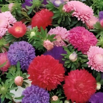 Астра карликовая Цветной ковер /5 г/ *Hem Zaden*