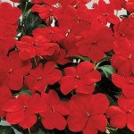 Бальзамін Баланс F1 червоний (red) /100 насінин/ *Hem Genetics*