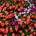 Бальзамин Баланс F1 мистическая смесь /100 семян/ *Hem Genetics*