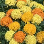 Бархатцы Поллюкс смесь (mix) /5 г/ *Hem Zaden*