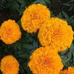 Чорнобривці Еквінокс помаранчеві (orange) /5 г/ *Hem Zaden*